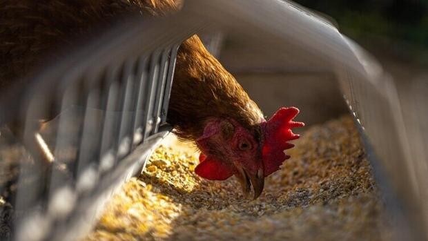 Salud detecta 12 focos de gripe aviar en Andalucía y analiza a posibles contagios