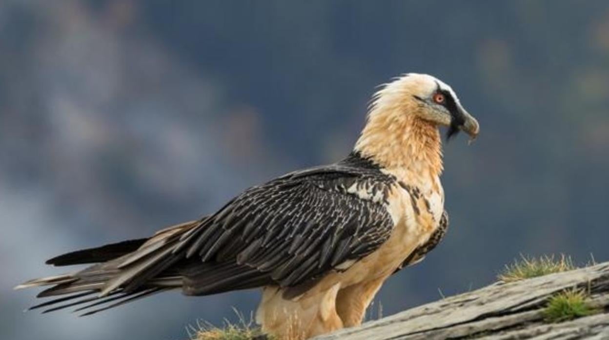 Un ejemplar de quebarntahuesos