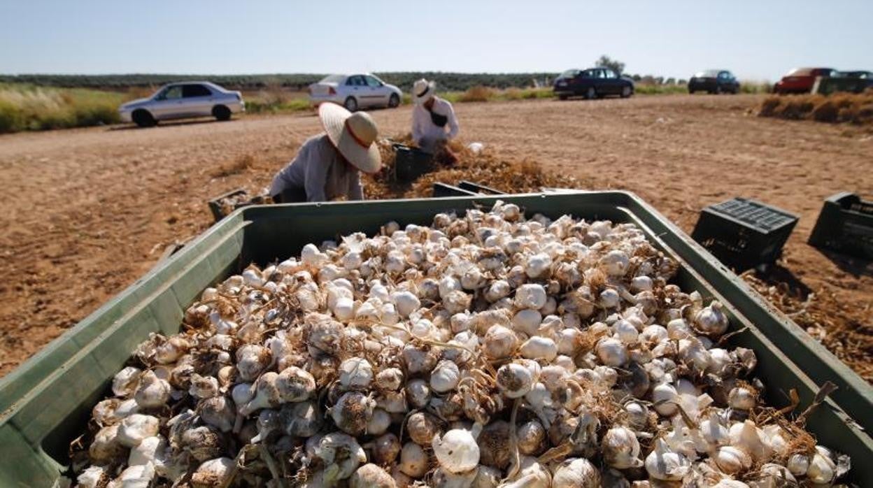 Explotación agrícola de ajos en Montalbán