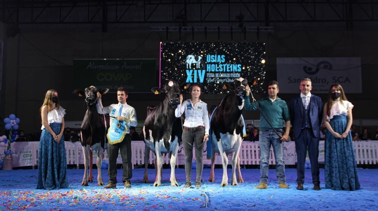 Dos ejemplares de vacas frisonas premiadas en la Feria del Ganado Frisón de Dos Torres