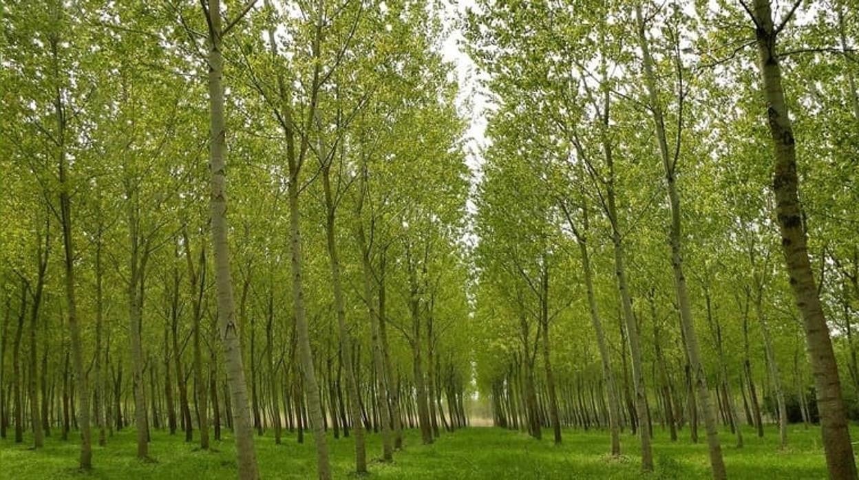 Un bosque de chopos, en una imagen de archivo