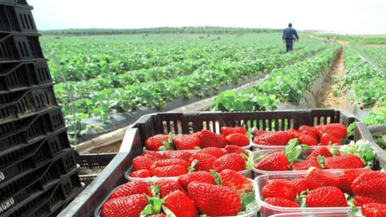 Huelva es la primera región mundial en exportación de frutos rojos