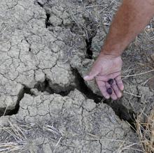 Impacto de la sequía en el olivar