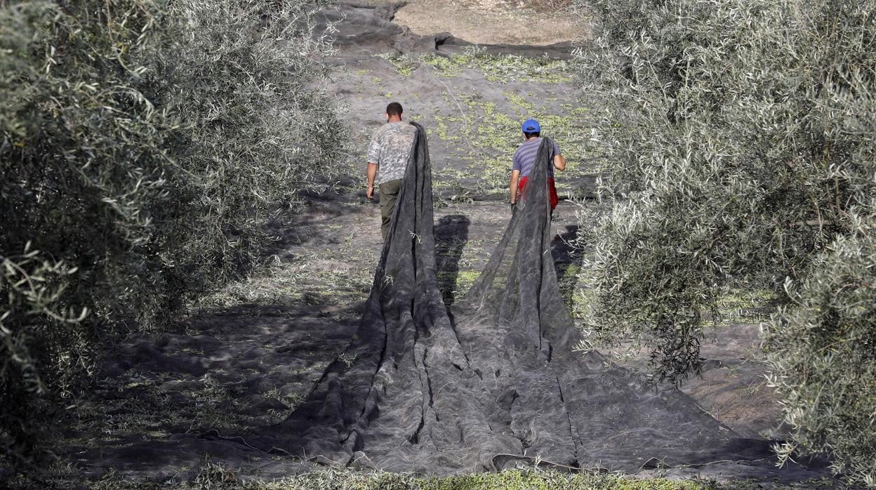 Trabajo en un olivar de Córdoba