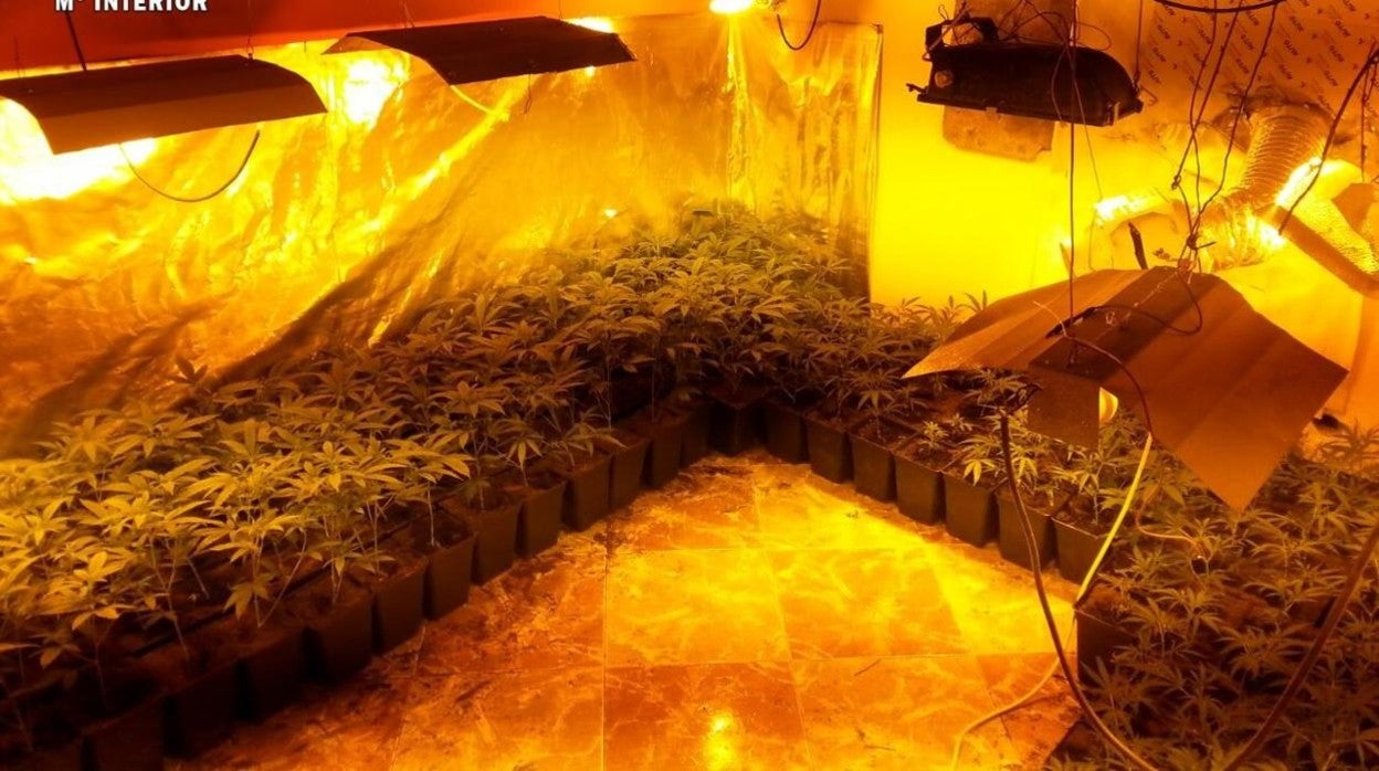 Imagen de archivo de una plantación 'in door' de marihuana