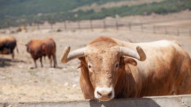 El Gobierno andaluz aprueba las ayudas a la pesca y la ganadería que anunció Juanma Moreno en el Parlamento