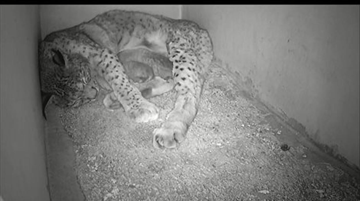 La lince Juromenha con sus cachorros tras el parto, en una imagen de archivo