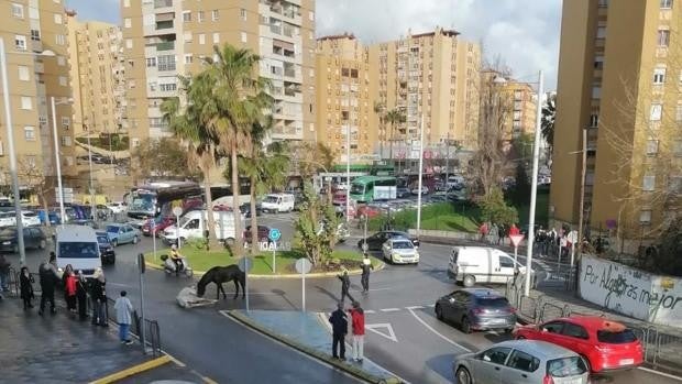 Dos caballos sueltos provocan retenciones de tráfico en Algeciras