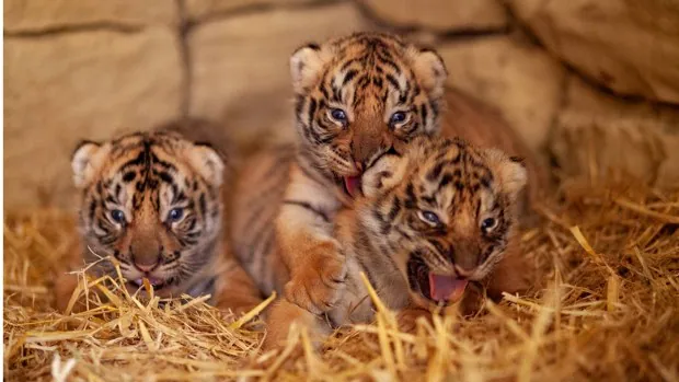 Nacen tres tigres de Bengala en la reserva animal La Pequeña África de Jimena de la Frontera