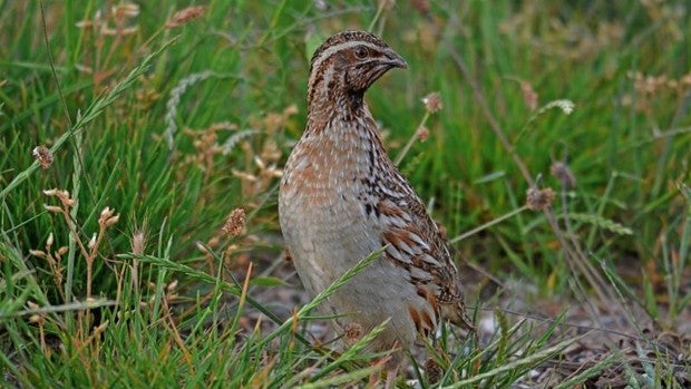 Los cazadores temen que el Ministerio de Transición Ecológica prohíba la caza de la codorniz