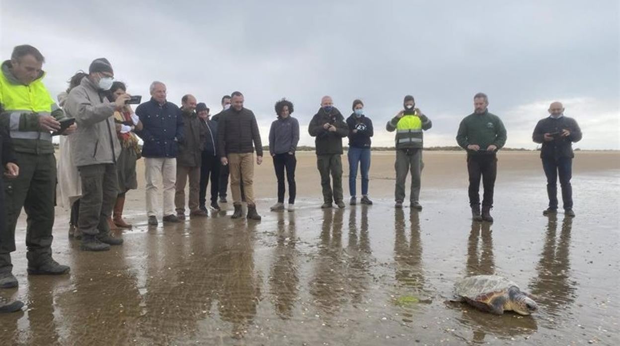 Imagen de una de las tortugas liberadas en Punta Umbría