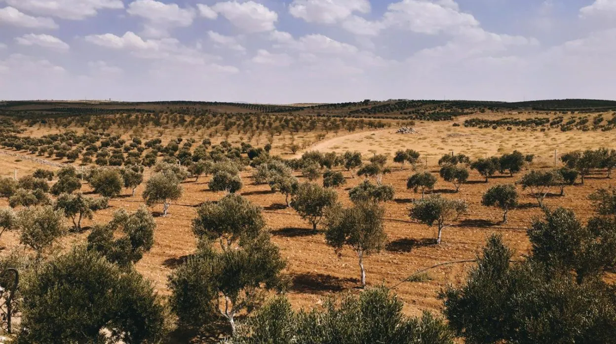 El olivar tiene una superficie de más de 23,5 millones de metros cuadrados