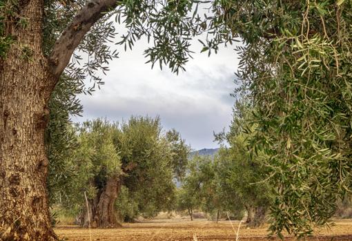 Así es la inmensa finca de Jaén que se vende por casi 58 millones de euros