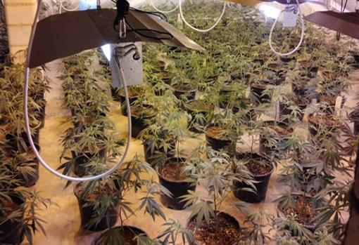 (Video) Cuatro detenidos en Monturque por una gran plantación &#039;indoor&#039; de marihuana en una nave