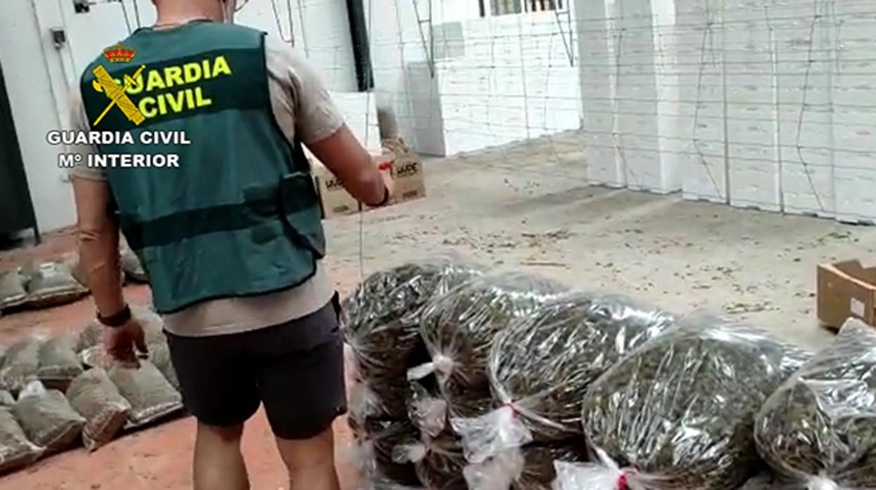 Un agende te la Gaurdia Civil de Córdoba con los cogollos de marihuana incautados