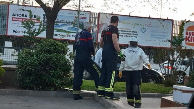 Abejas en Córdoba | Los bomberos retiran una veintena de enjambres en la última semana