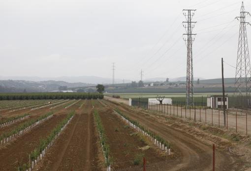 Finca La Rinconada