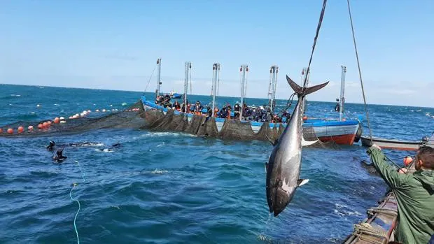 La alta demanda de atún rojo de almadraba obliga a una reserva previa «on line» para particulares