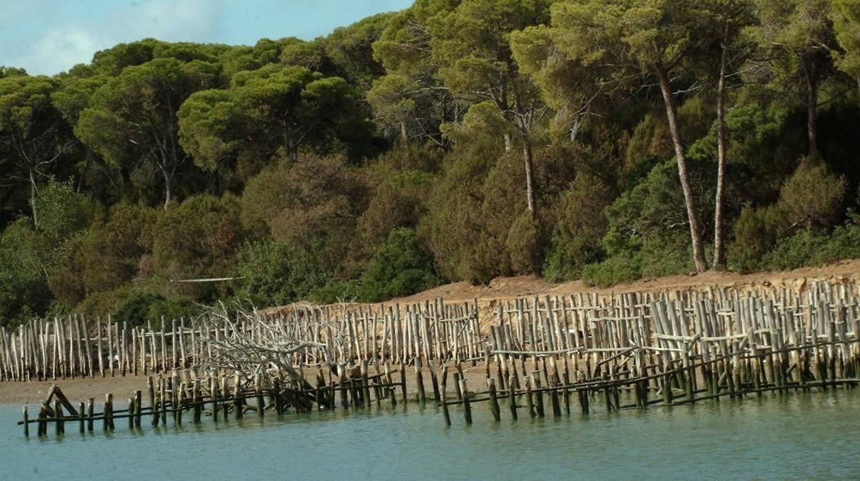 Uno de los humedales del Parque de Doñana