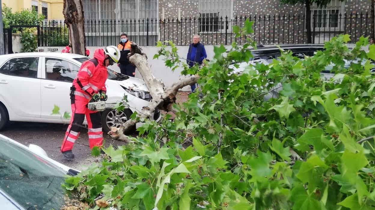 Un bombero del Seis se dipone a cortar con una motosierra parte del árbol caída en la calle El Nogal