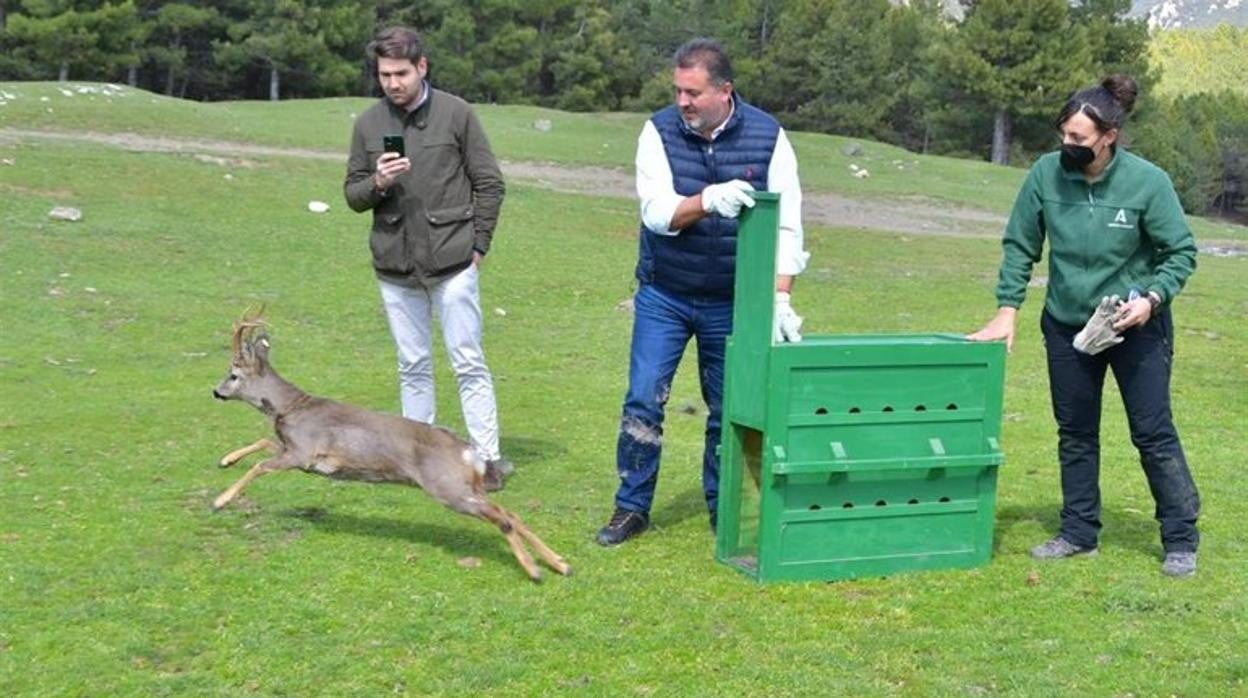 Momento de la suelta de un nuevo ejemplar de corzo andaluz en el Parque Natural Sierra de Huétor