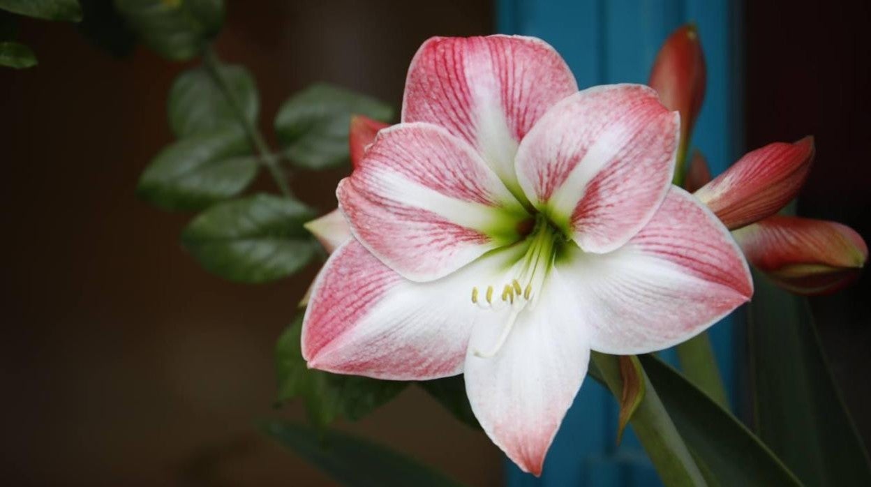 Una flor de un Patio de Córdoba