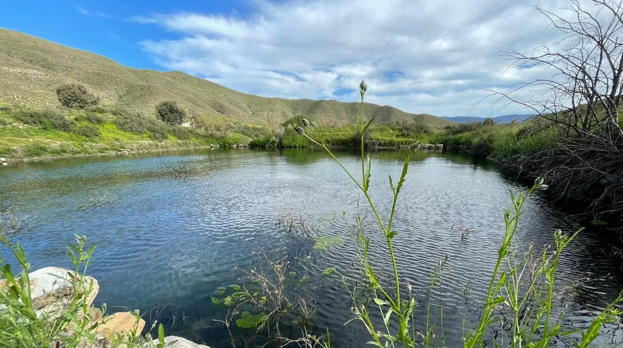 Fuentes como 'Los Nudos' han vuelto a llenarse de agua tras décadas de sequía en Tabernas.