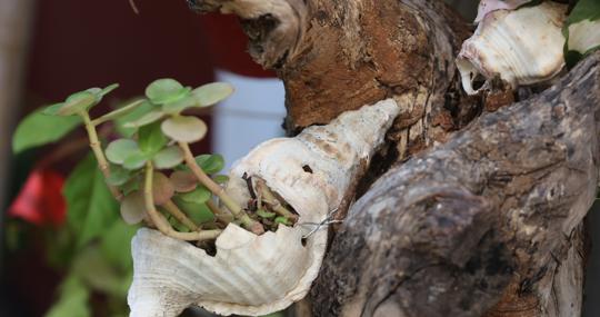 Planta suculenta en un patio de Córdoba