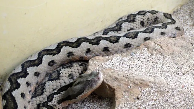 Serpientes venenosas, peces con aguijones y ratas de medio metro: los animales más peligrosos de Andalucía