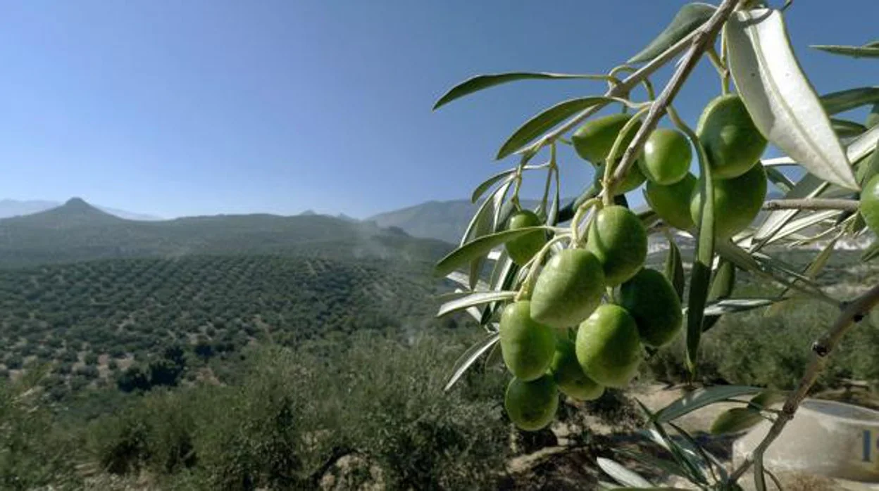 Campos de olivos en la provincia de Jaén