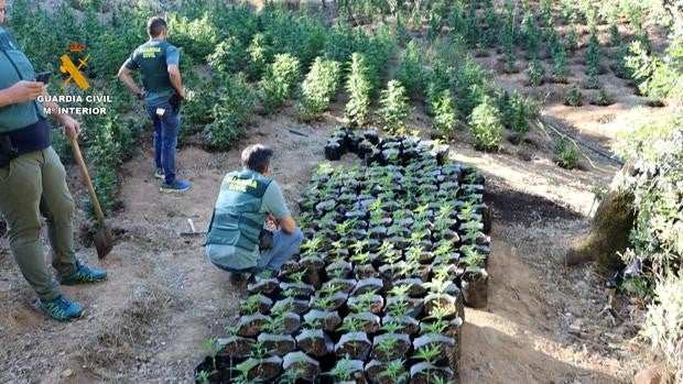 (En video) La Guardia Civil desmantela un cultivo de guerrilla de marihuana escondido en la Sierra norte de Córdoba con 6.000 plantas