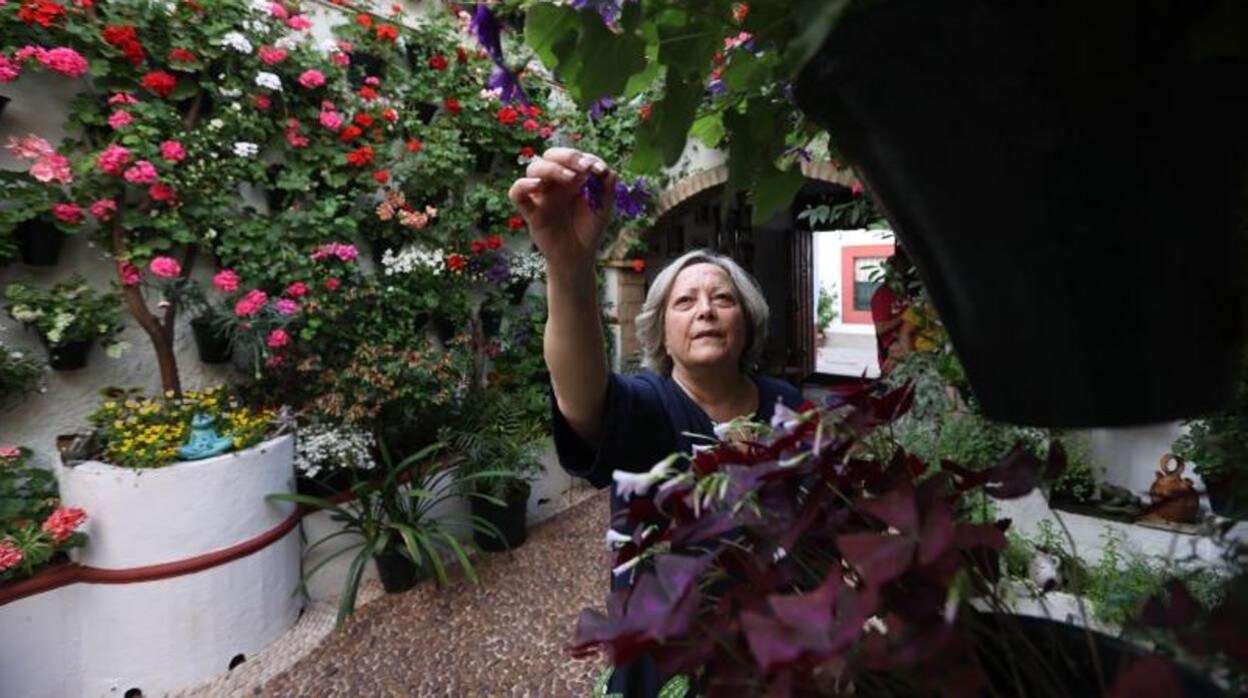 Una cuidadora quita las hojas secas de sus macetas en un patio de Córdoba