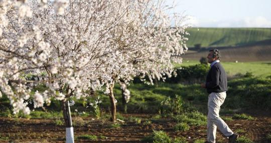 Almendros en la carretera de Almodóvar del Rio