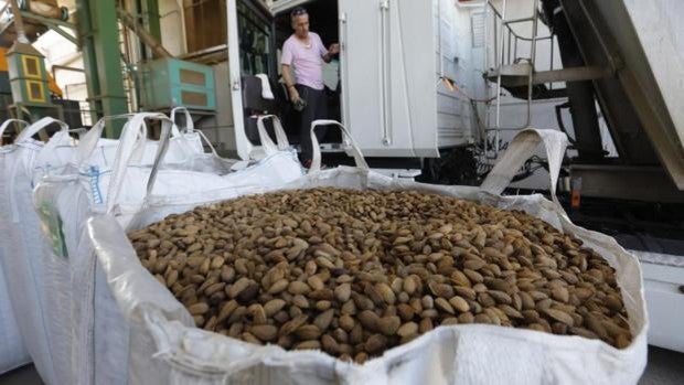 Más cosecha en la campaña de almendra marcada por las restricciones al riego en Córdoba