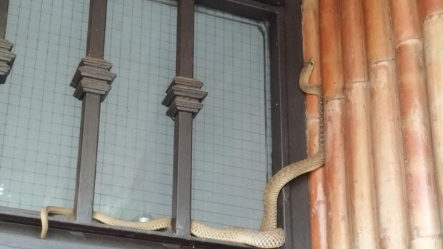 Los bomberos atrapan a una serpiente venenosa en el interior de una vivienda de Jaén