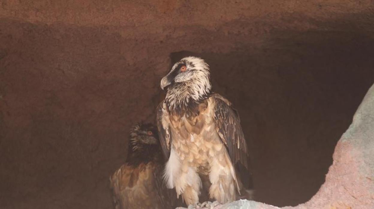 Imagen de archivo de un quebrantahuesos en el Zoológico de Córdoba