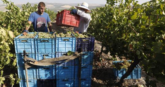 Recogida de la uva en una imagen de archivo en el marco Montilla-Moriles