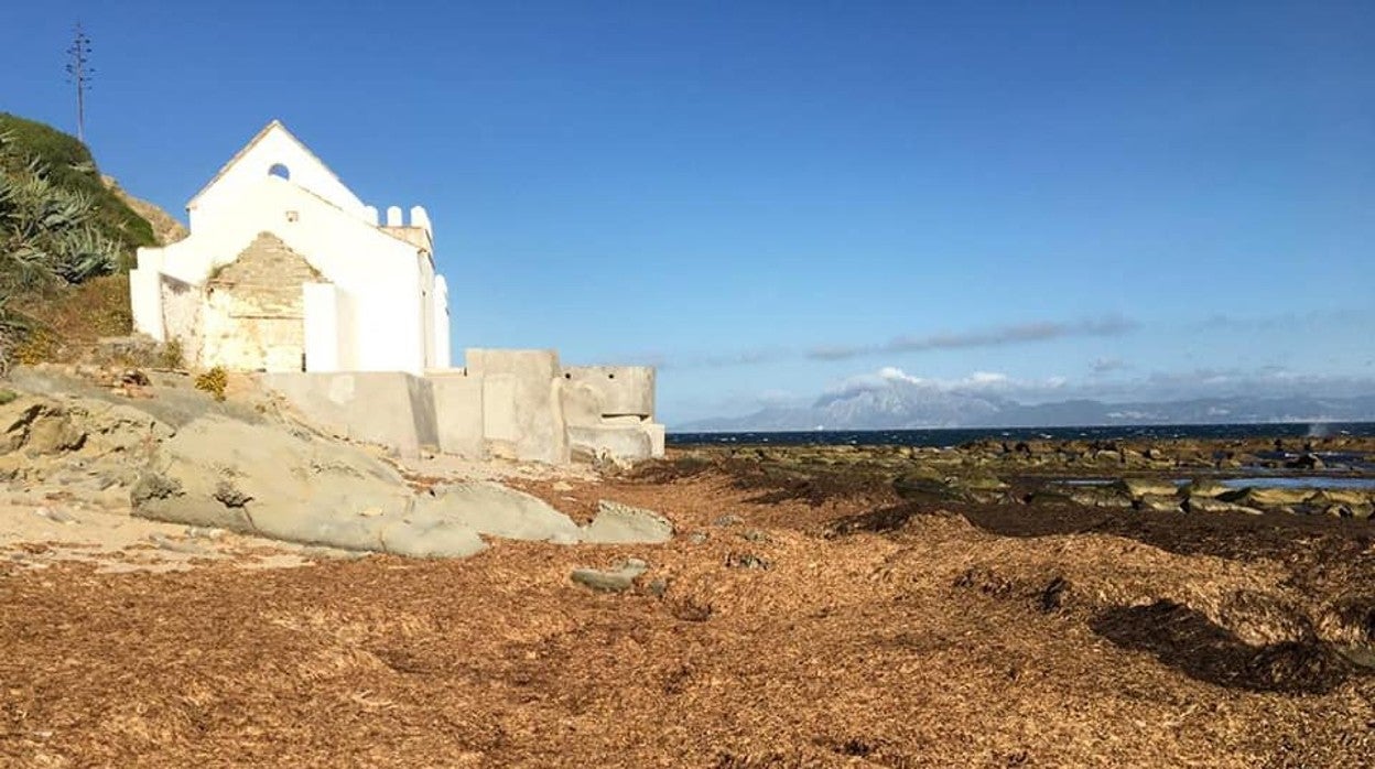 Imagen de arribazones del alga asiática tomada por Antonio Vegara en Tarifa