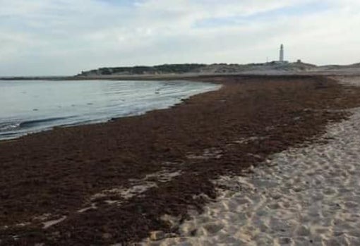 Otra imagen cedida por el Seper de Tarifa en una playa de la localidad