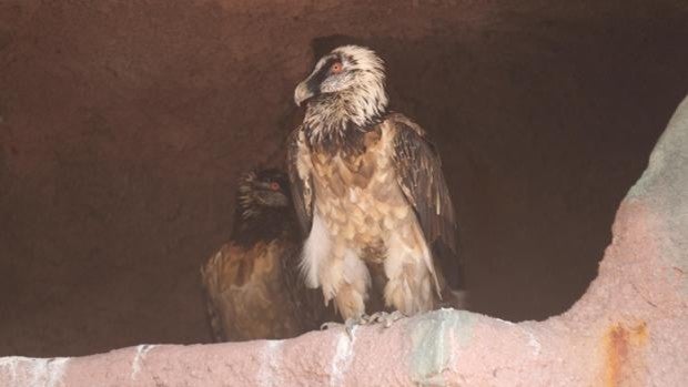 ¿Puede haber más riesgos en el brote de gripe aviar del Zoo de Córdoba?