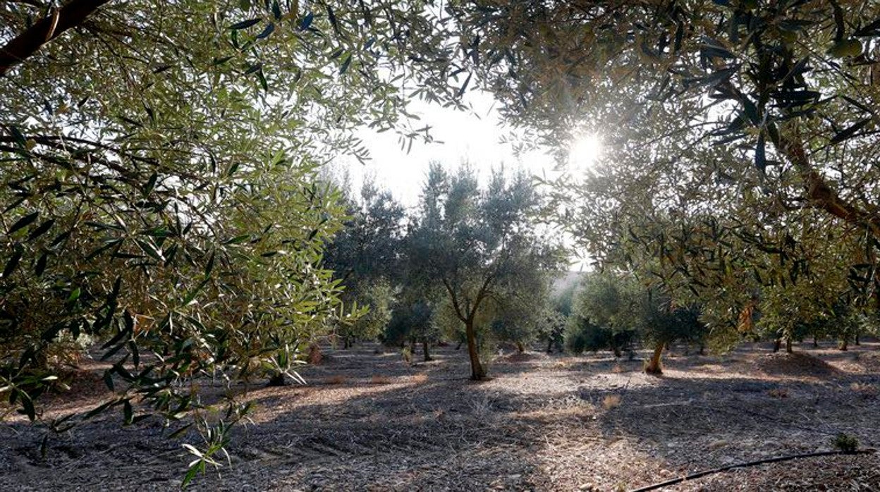 Olivar cordobés en una imagen de archivo