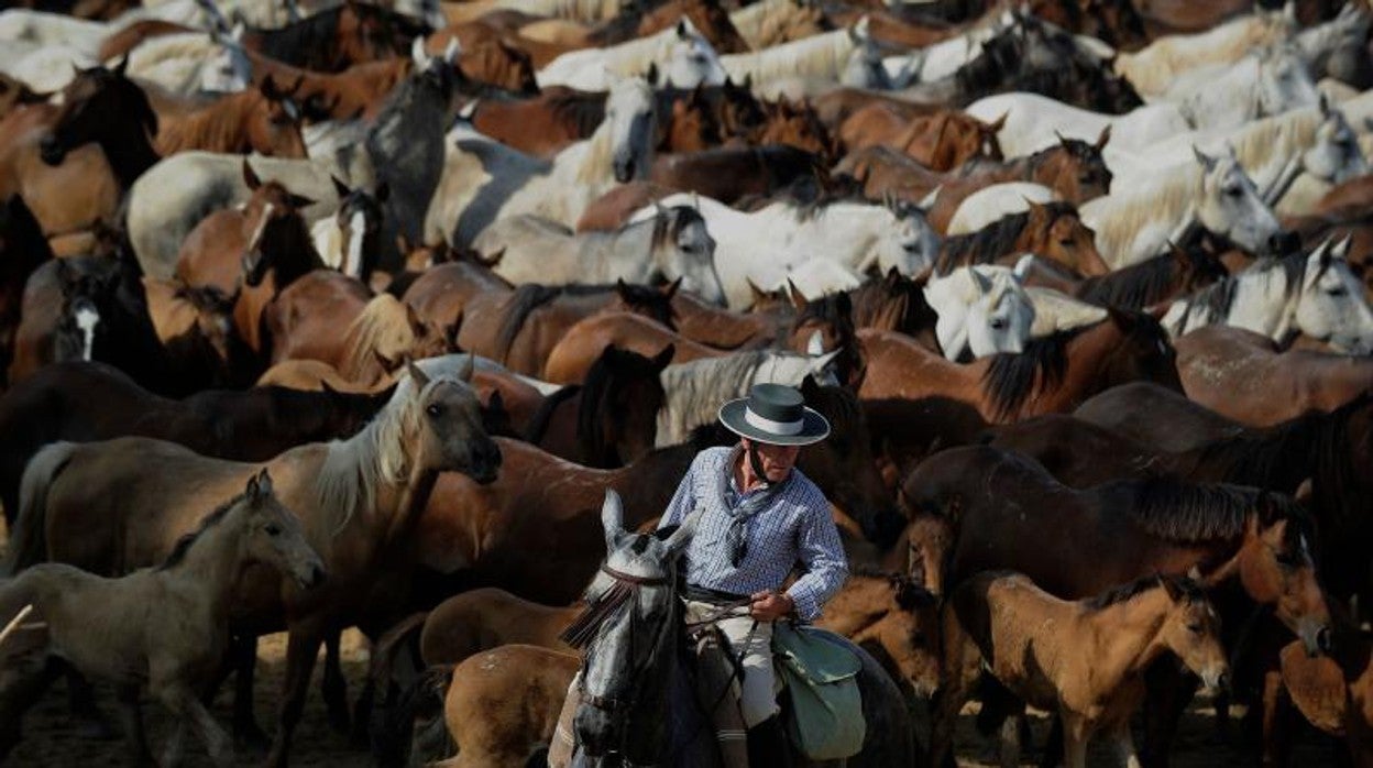 Un yegüeriza guía a las tropas de caballos en la Saca de las Yeguas