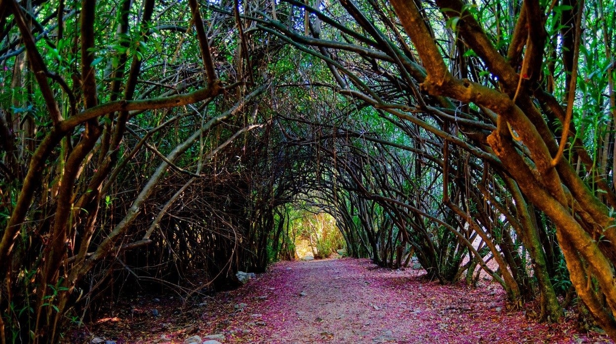 Camino del adelfal de Cuadros