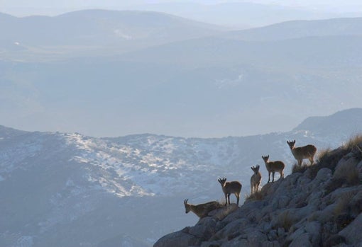 Fauna silvestre en un tramo de la ascensión al pico Mágina