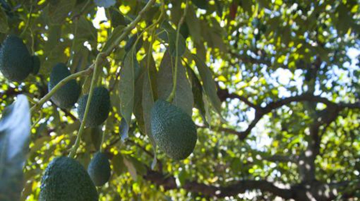 El aguacate es la principal fruta subtropical que se exporta desde Málaga