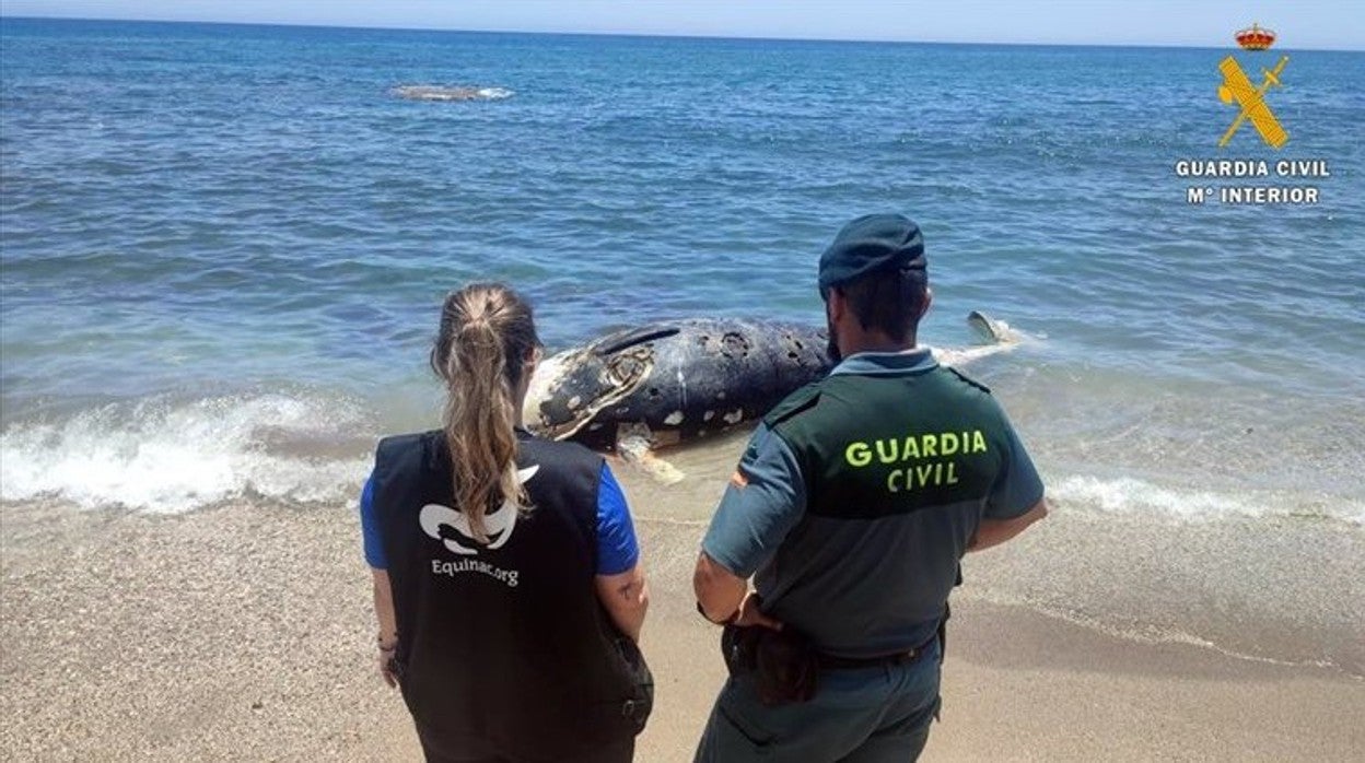 Imagen del zifio aparecido en una playa de Mojácar