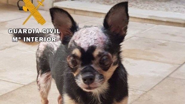 Cuatro investigados en Jaén, dos de ellos veterinarios, por un criadero ilegal de perros