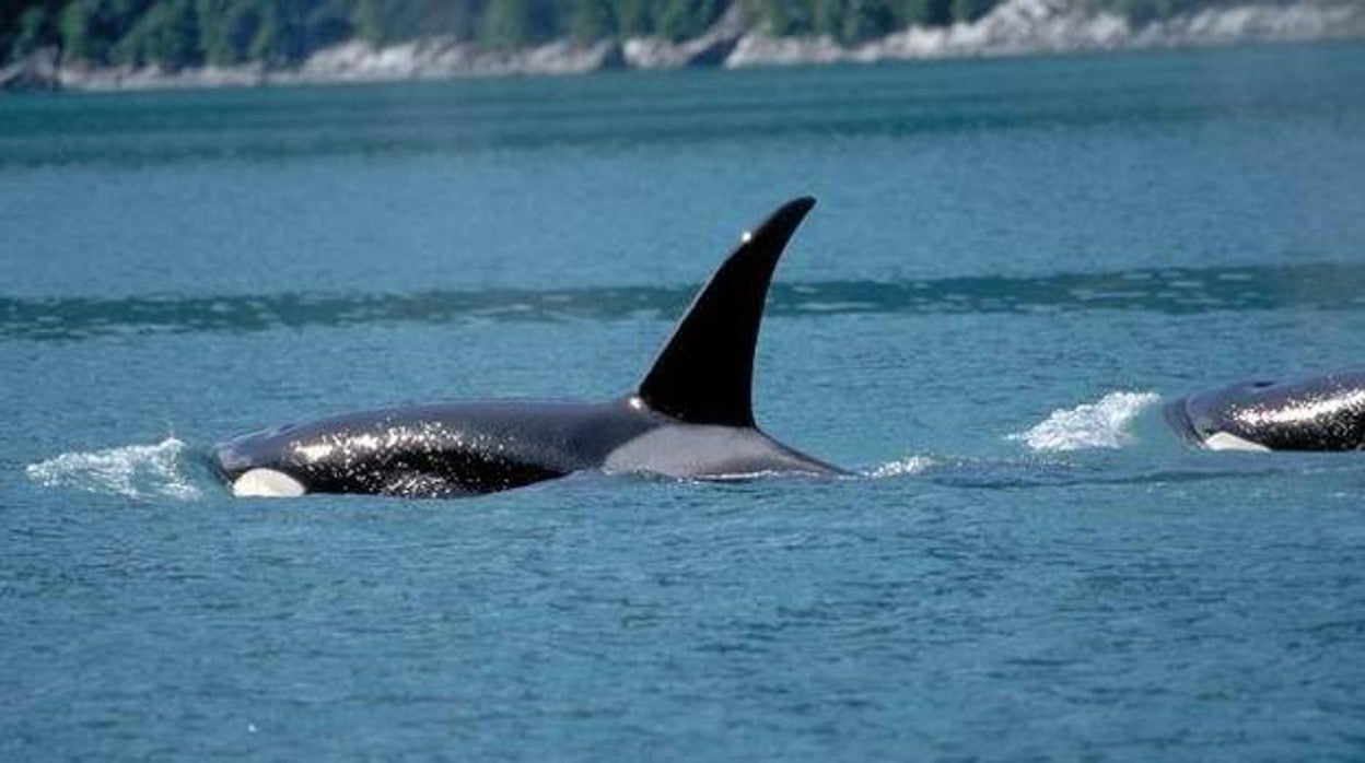 Un grupo de orcas en las costas españolas