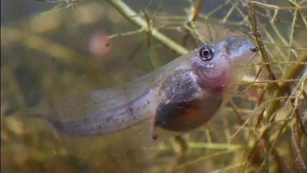 La adaptación a los cambios ambientales acorta la vida de los renacuajos de Doñana