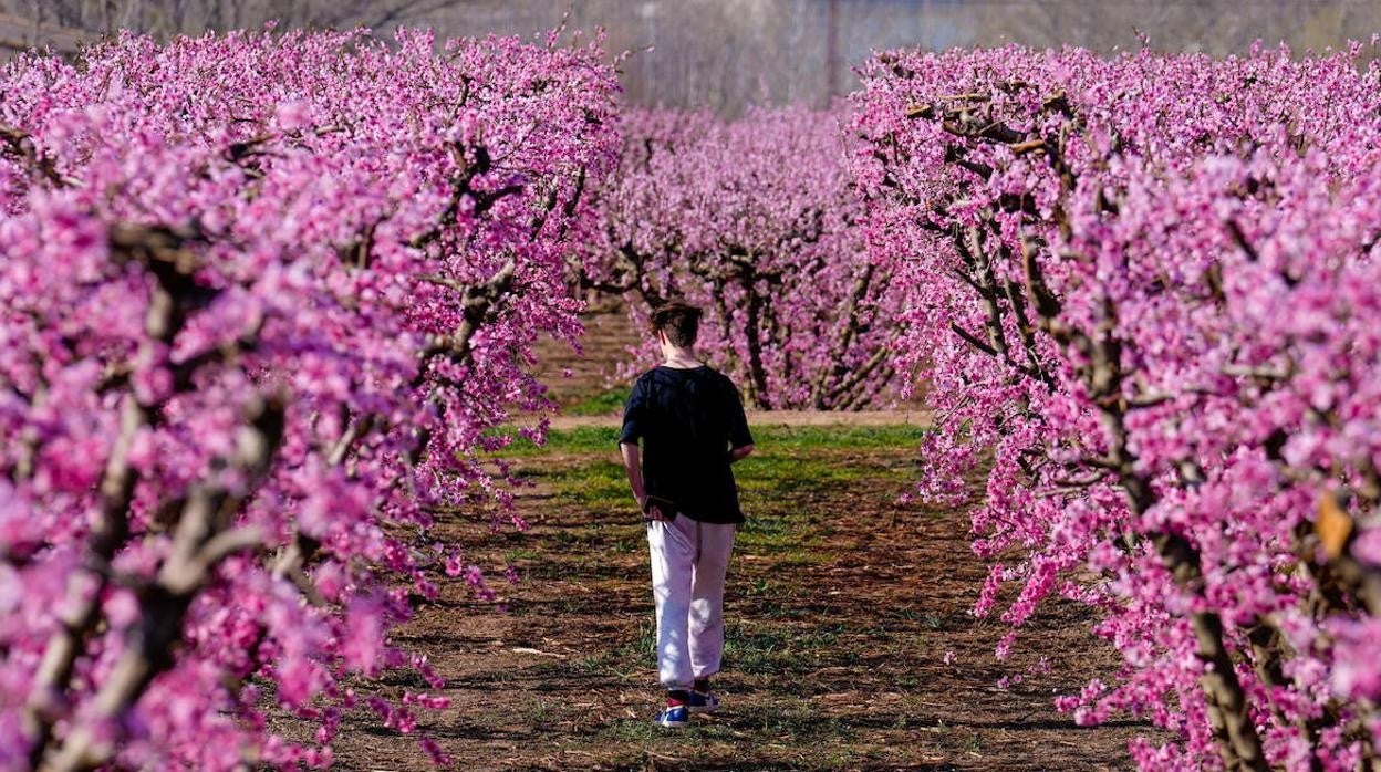 Floración de melocotoneros en Aitona.